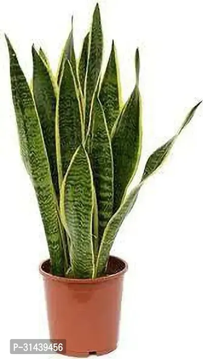 Natural Snake Plant-thumb0