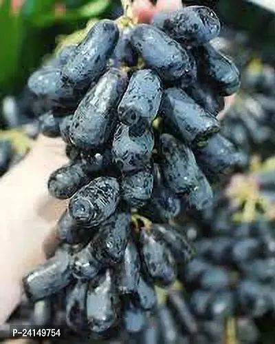 Grapes Plant-thumb2