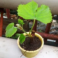 Grape Plant-thumb4