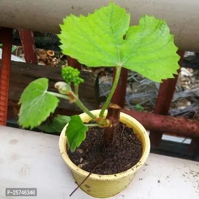 Grape Plant-thumb5