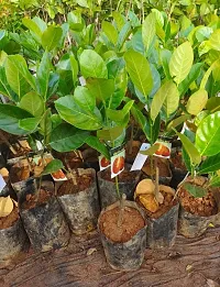 Natural Jackfruit Plant-thumb1