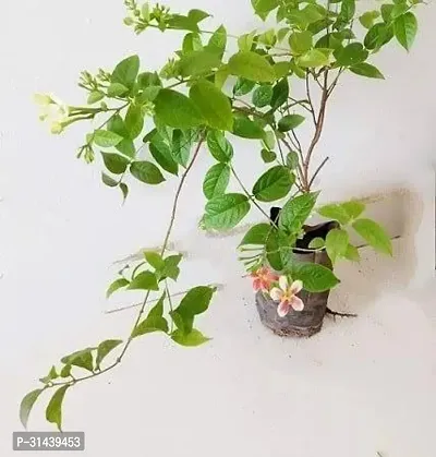 Natural Madhumalti/Rangoon Creeper Plant-thumb0