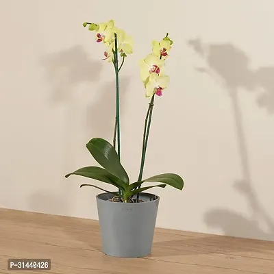 Natural Orchid Plant