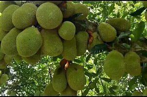 Natural Jack Fruit Plant-thumb2