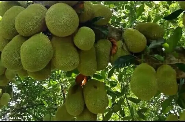 Natural Jack Fruit Plant-thumb3