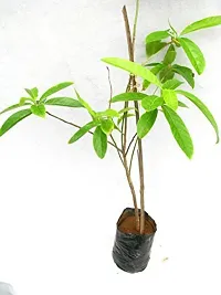 Natural Rudraksha Plant-thumb1