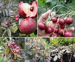 Natural Litchi Plant-thumb1