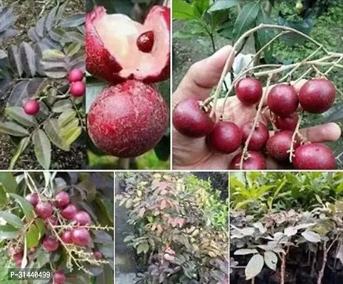 Natural Litchi Plant-thumb2