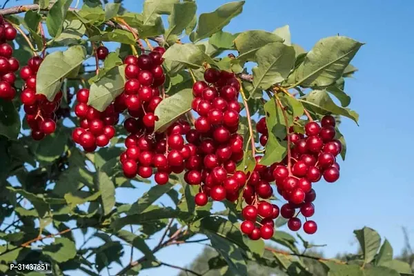 Natural Cherry Fruit Plant-thumb0