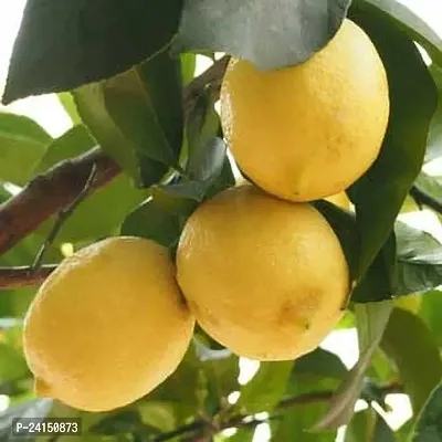 Lemon Plant