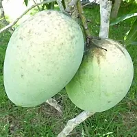 Natural Mango Plant-thumb1