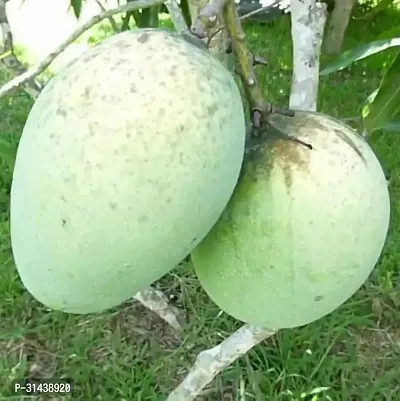 Natural Mango Plant-thumb2