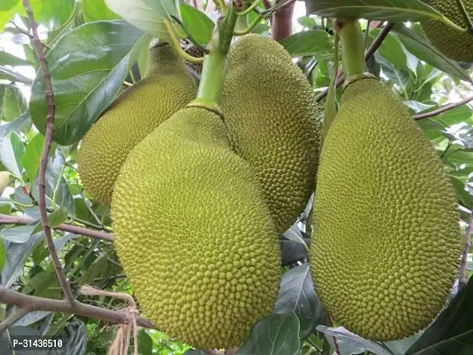 Natural Jack Fruit Plant-thumb0