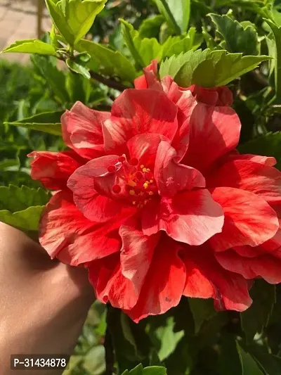 Natural Hibiscus Plant-thumb0