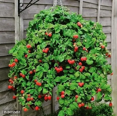 Strawberry Plant