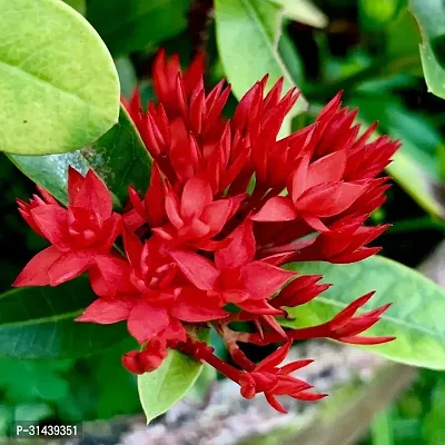 Natural Trothic Ixora/Chethi Plant-thumb0