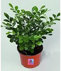 Madhu Kamini Plant-thumb1