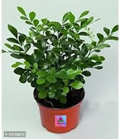 Madhu Kamini Plant-thumb2