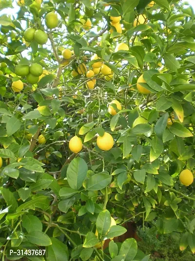 Natural Lemon Plant-thumb0