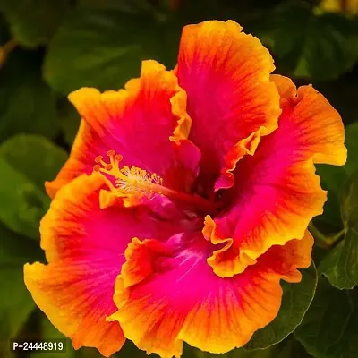 Natural Hibiscus Plant-thumb0