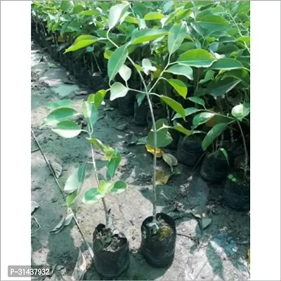 Natural Jamun Plant