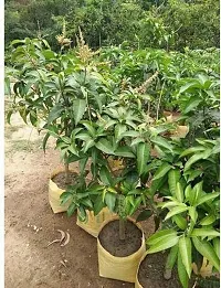 Natural Mango Plant-thumb1