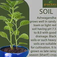 Natural Ashwagandha/Indian Ginseng Plant-thumb1