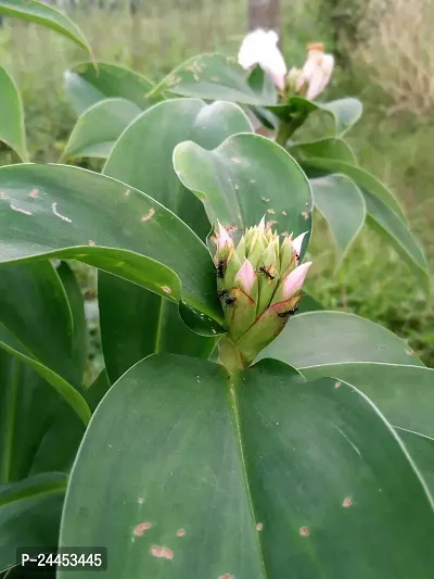 Natural Insulin Plant