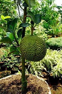 Natural Jackfruit Plant-thumb2