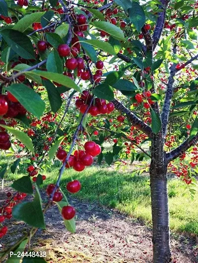 Natural Cherry Fruit Plant