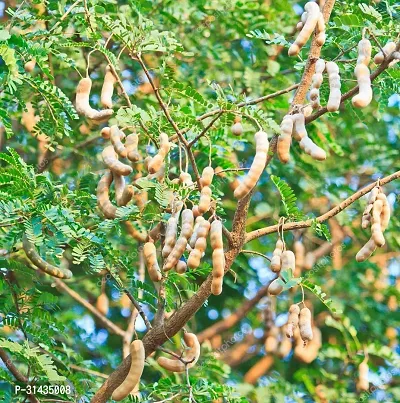 Natural Tamarind Plant-thumb2