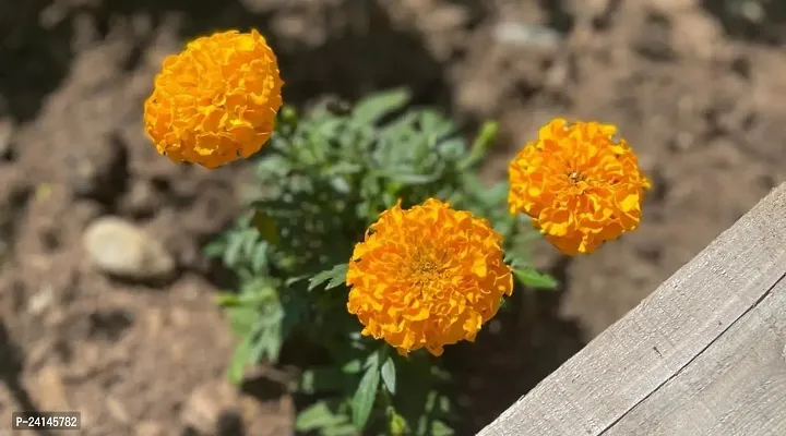 Marigold Plant