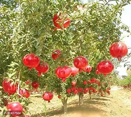 Natural Pomegranate Plant-thumb0