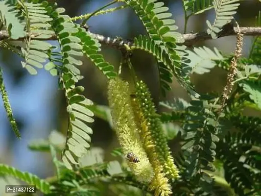 Natural Shami/Jand Plant-thumb2