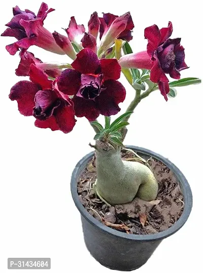 Natural Adenium Plant With Pot-thumb0