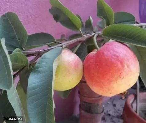 Natural Guava Plant-thumb0