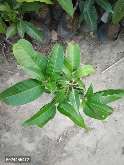 Natural Mango Plant-thumb2