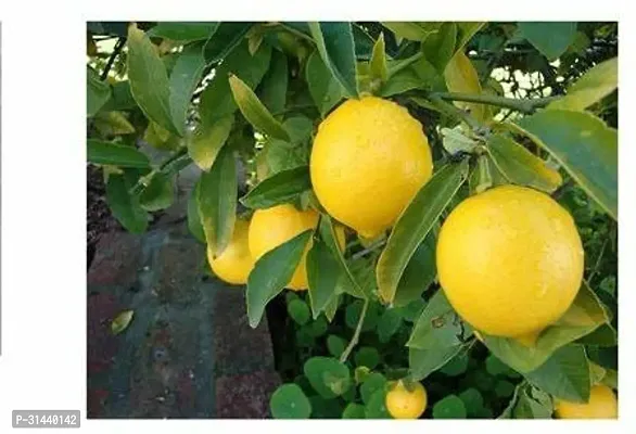 Natural Lemon Plant-thumb0