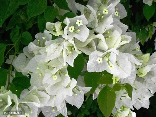 Natural Bougainvillea Plant-thumb0