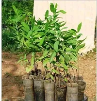 White Sandalwood Plant-thumb1
