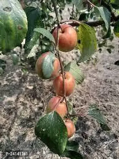 Apple Plant