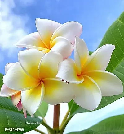 Natural Plumeria Plant-thumb0