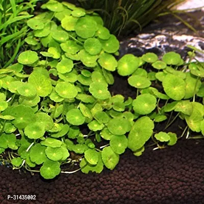 Natural Centella Plant