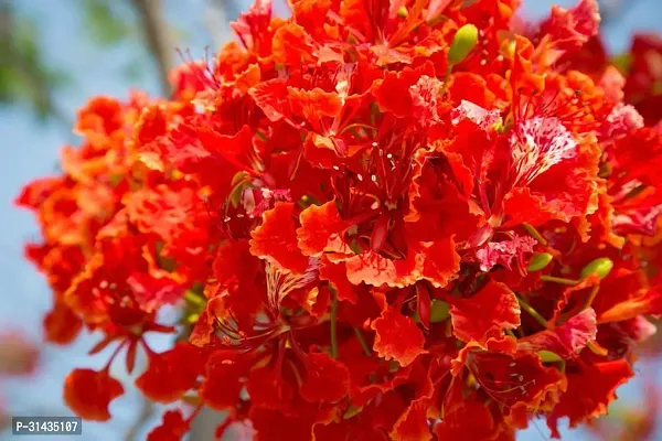 Natural Hibiscus Plant-thumb0