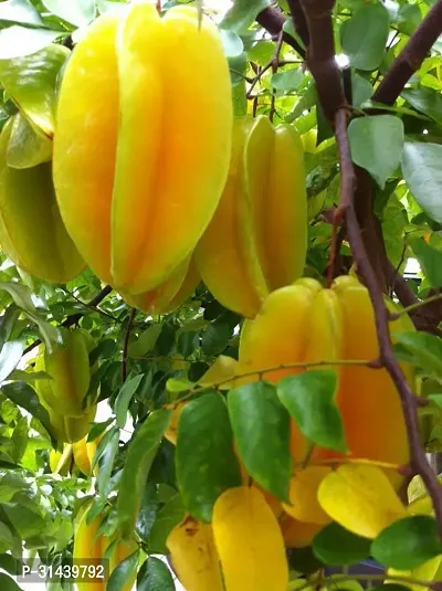 Natural Star Fruit Carambola Grafted Plant