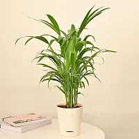 Natural Areca Palm-thumb4