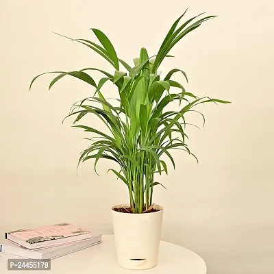 Natural Areca Palm-thumb5