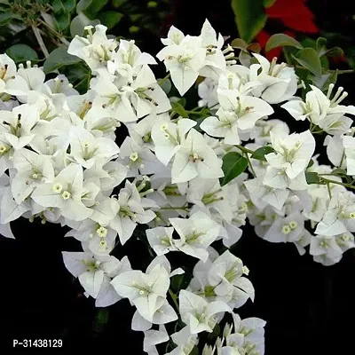 Natural Bougainvillea Plant-thumb0