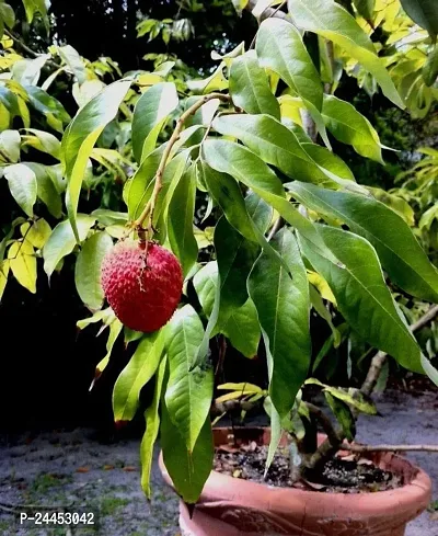 Natural Litchi Plant-thumb0