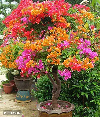 Natural Baugainvillea Plant-thumb0